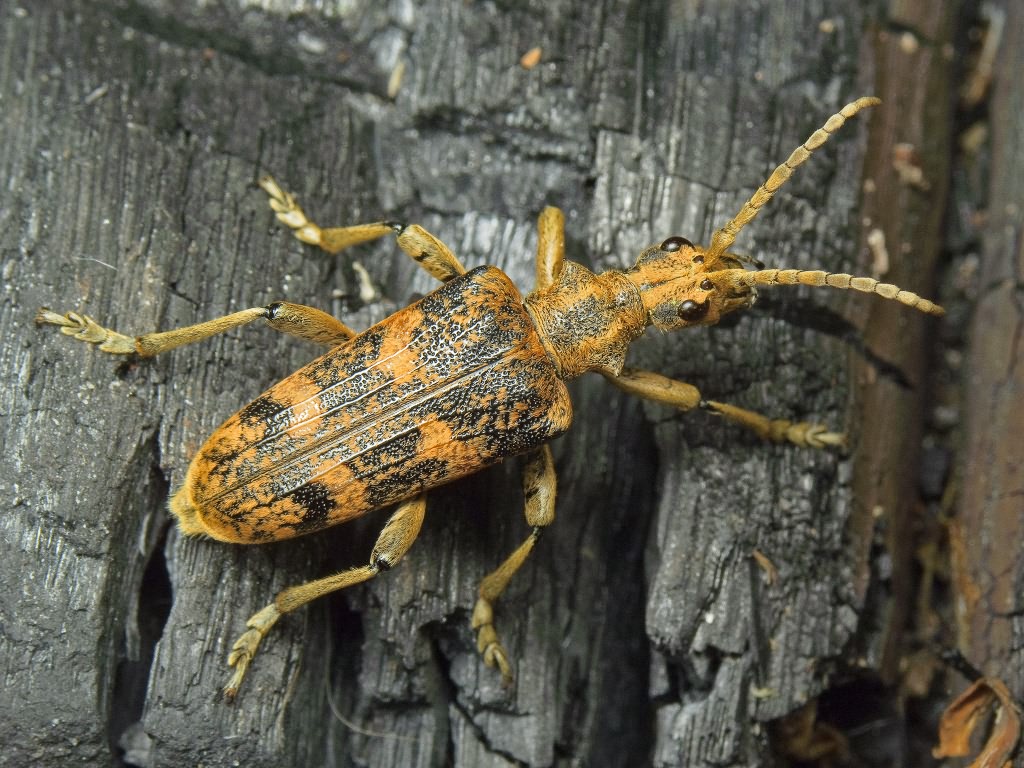 Rhagium sycophanta (Schrank, 1781)